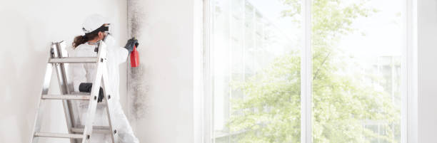 Best Attic Mold Removal  in Franklin, VA